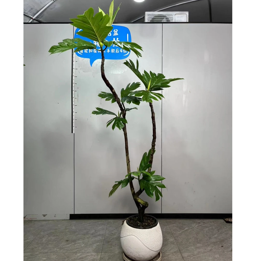 面包树植物简单绿色客厅阳台办公室书房