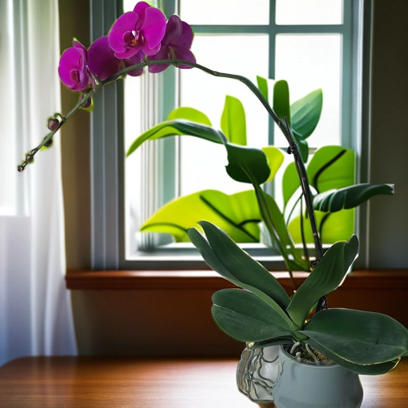 【大辣椒】经典正红色系年宵花蝴蝶兰室内种植观赏送礼带花发货
