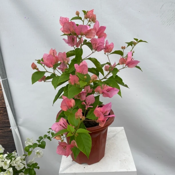 橙粉公主三角梅花卉绿植