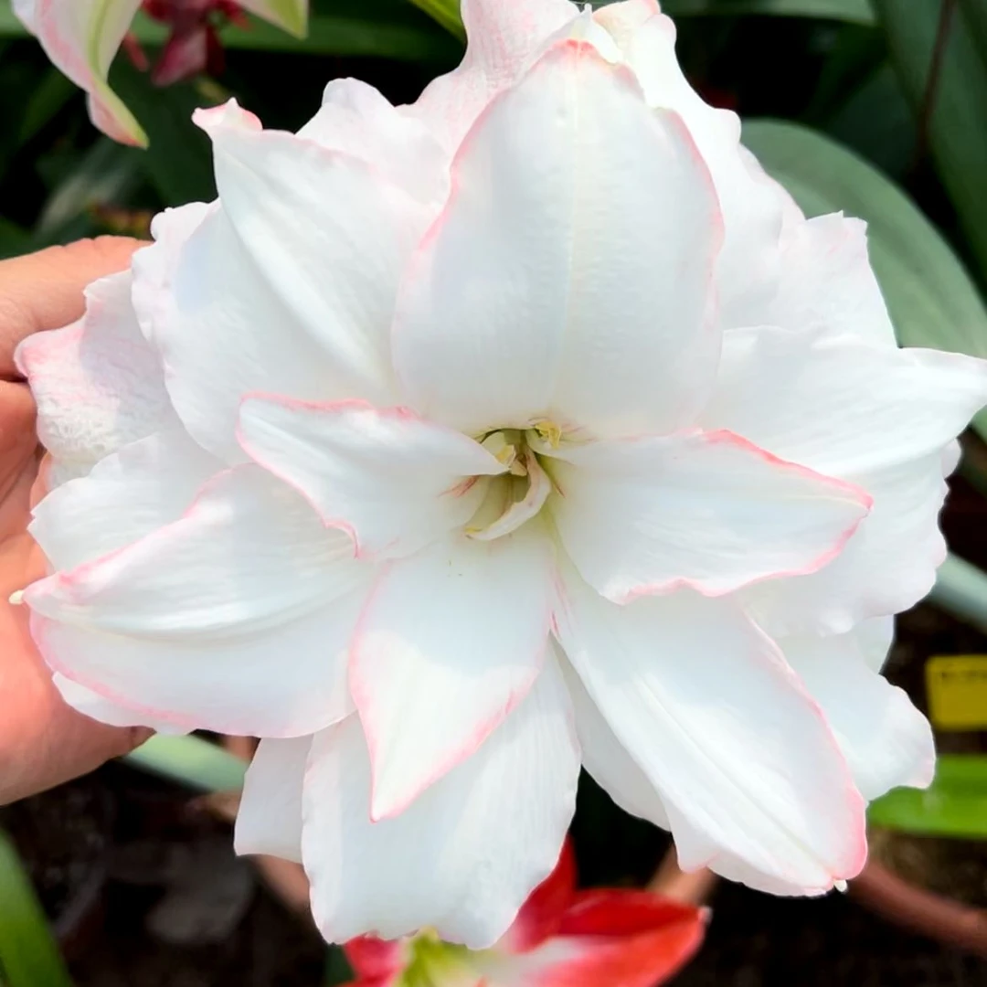 组合2【朱顶红新品组合系列】注定红花卉