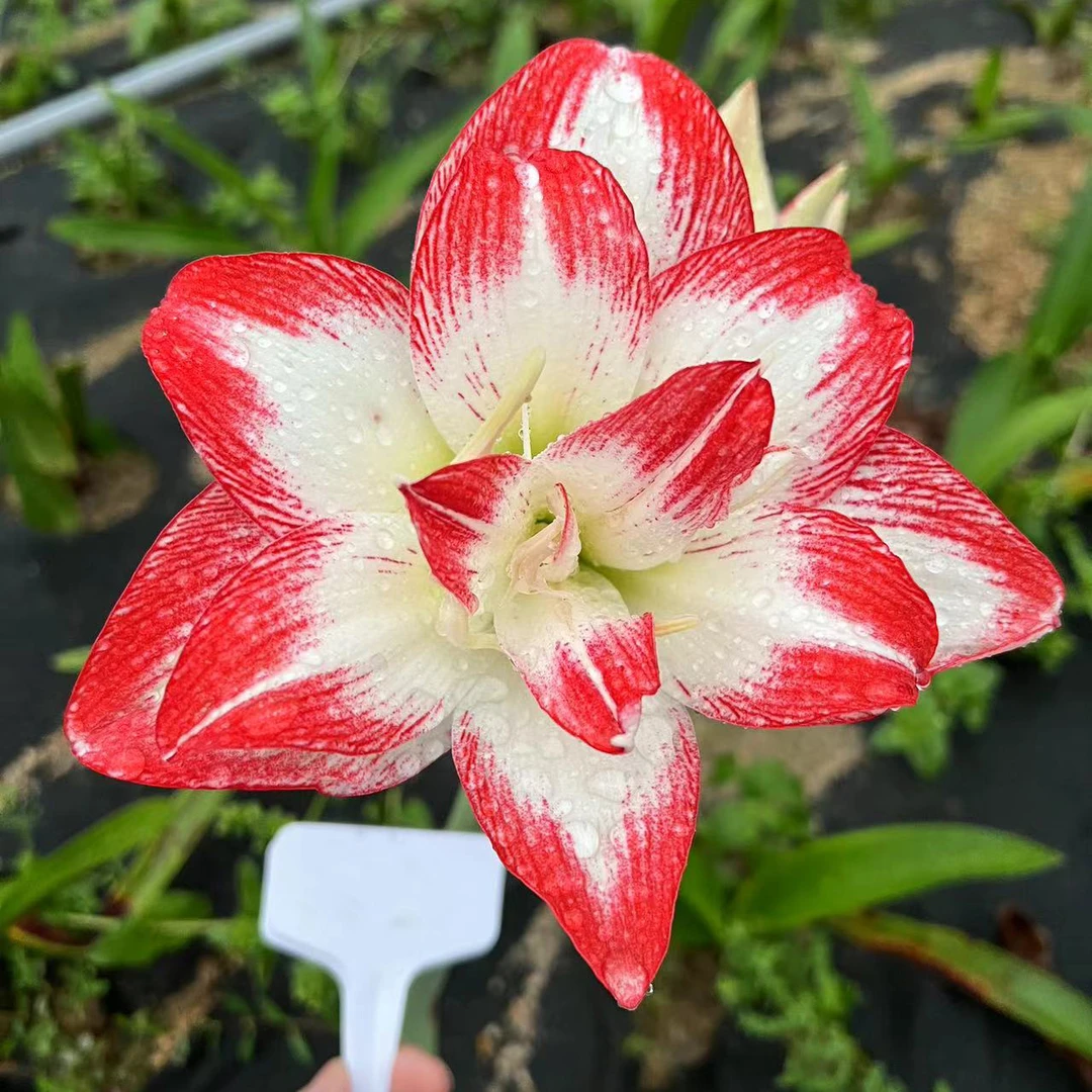 国产朱顶红【花妃子】杂交选育朱/春季开花