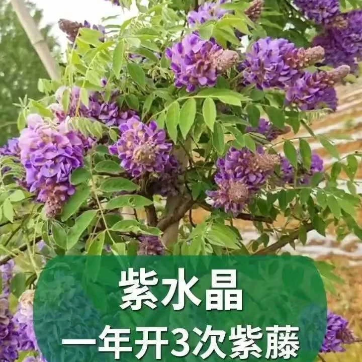 紫藤多季节开花紫水晶