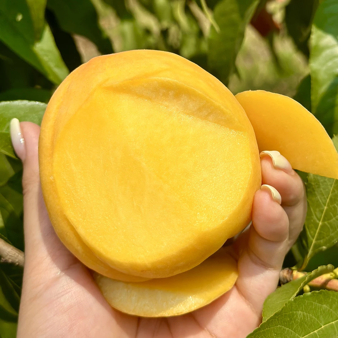 新鲜大黄金蜜桃脆桃水蜜桃现摘现发黄桃油桃爆汁果香采摘爽口果园