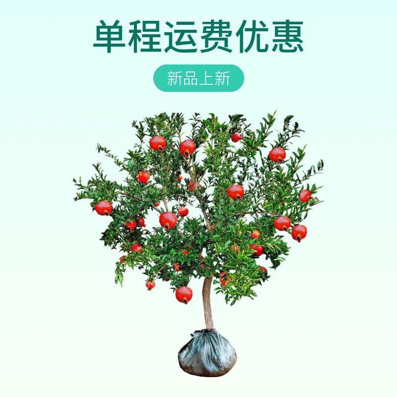 软籽石榴突尼斯软籽石榴