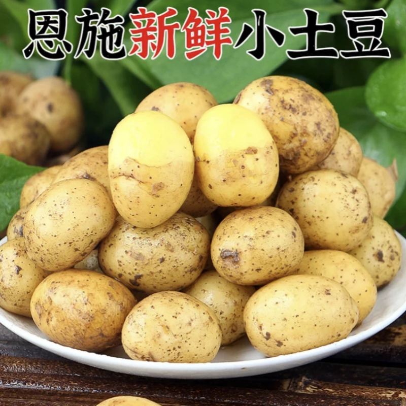 恩施小土豆3/5斤 新鲜现挖土豆马铃薯马尔科老品种黄皮黄心