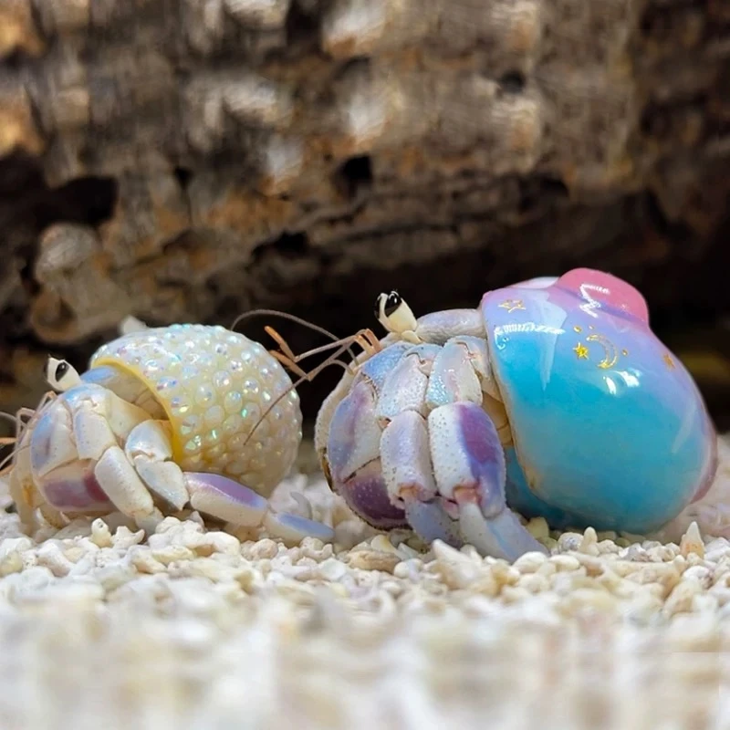 小豆丁超萌寄居蟹宠物套装