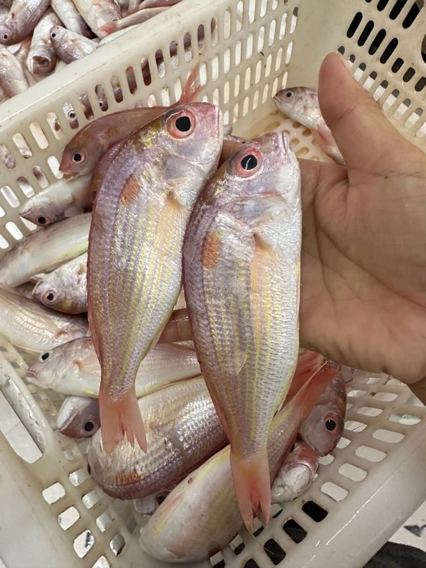 野生红三鱼 新鲜红杉鱼 海捕海鲜7/8条一斤顺丰
