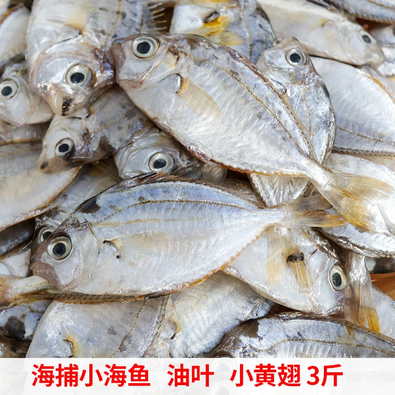 阳江新鲜叶子鱼油叶鱼海鲜小小的长不大的介意盛拍顺丰