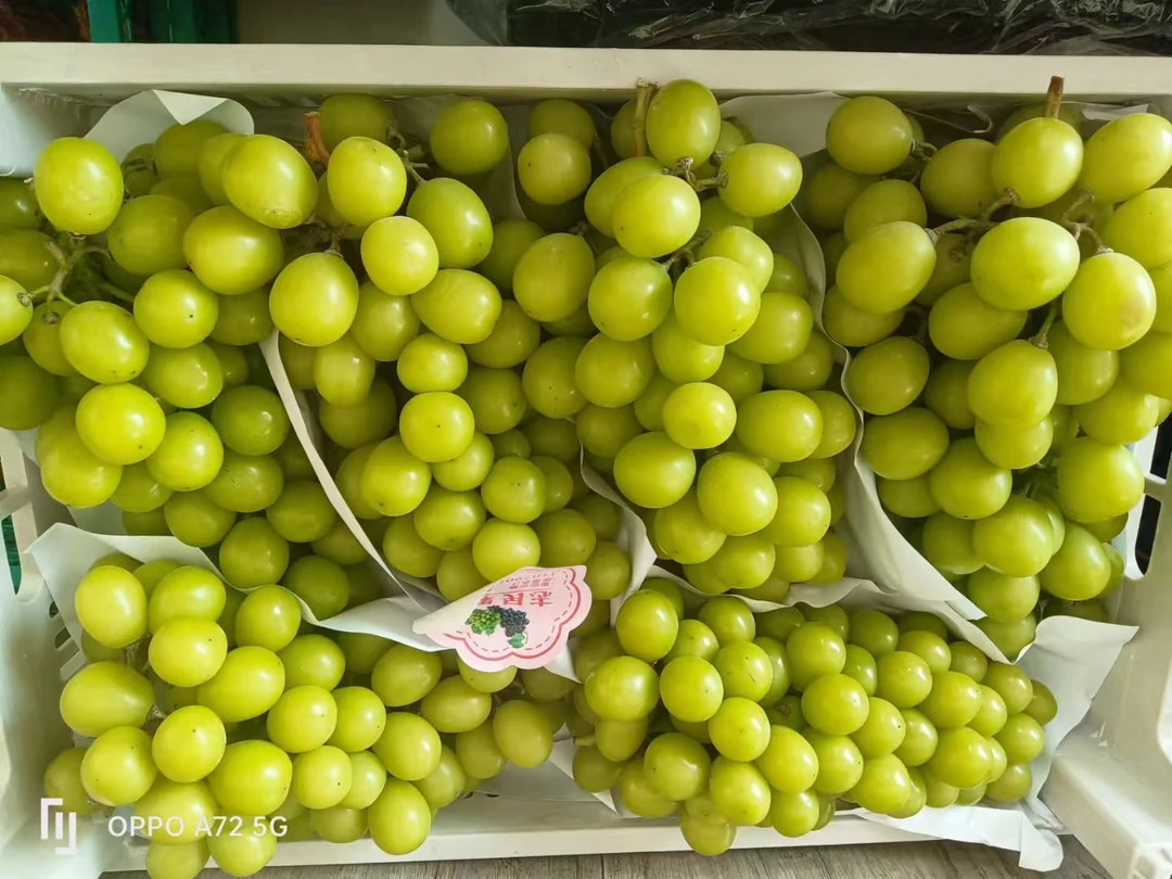 阳光玫瑰葡萄一斤装