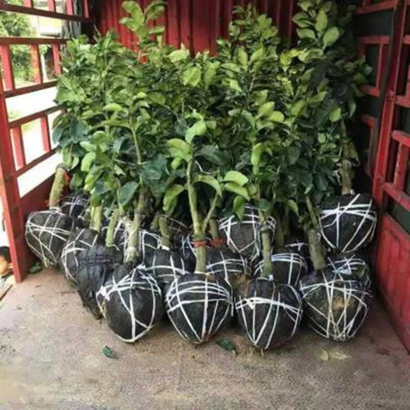柚子树苗当年结果南方地栽盆栽室内四季嫁接三红肉柚子苗