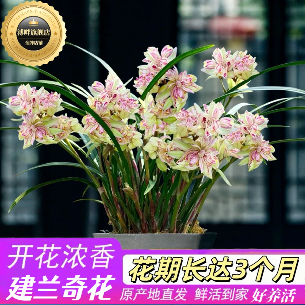 【带花苞】建兰三大奇花富山奇蝶浓香型兰花室内外客厅花卉绿植盆栽