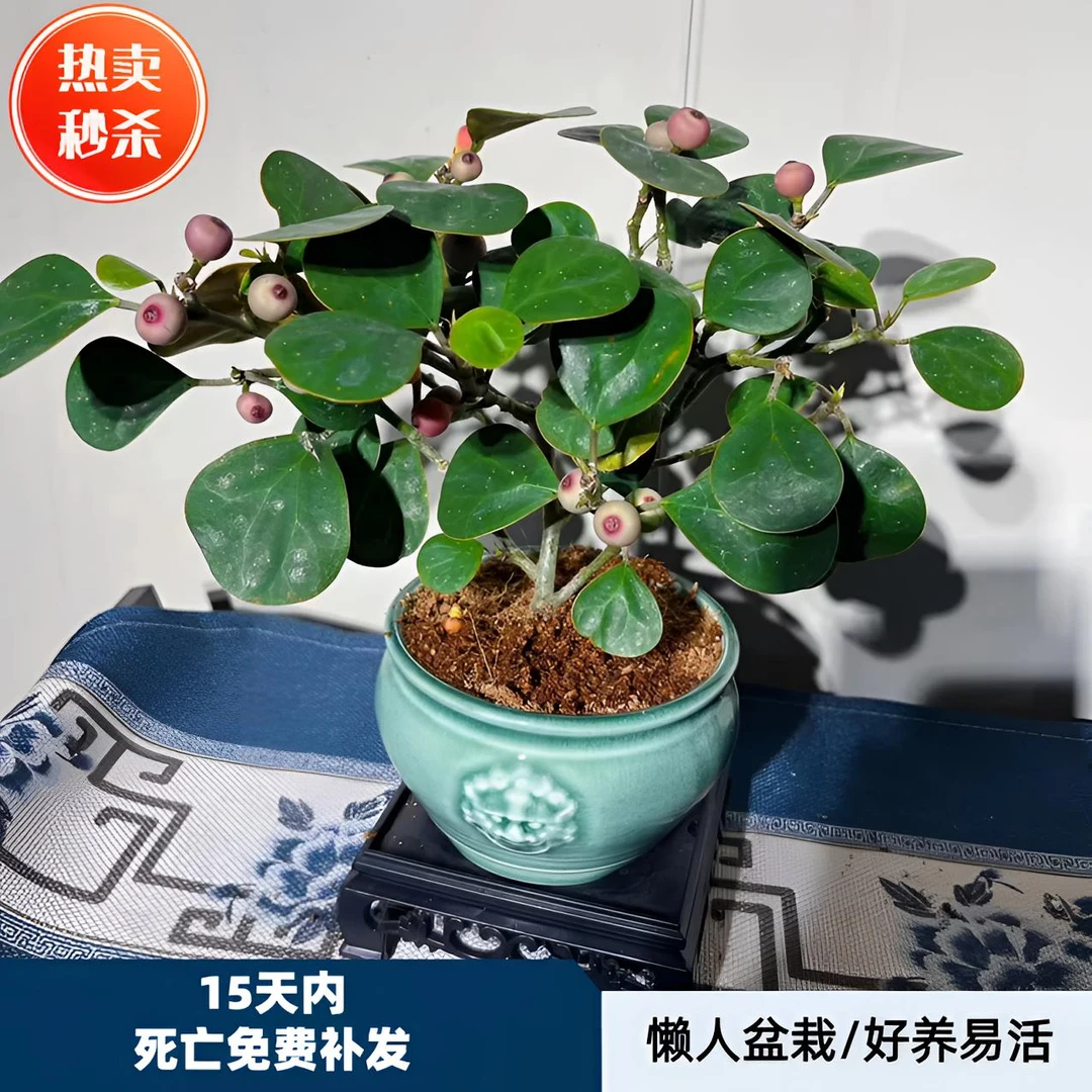 小盼菩提树苔藓球带果子室内可水培智慧小果树禅意桌面盆栽绿植物