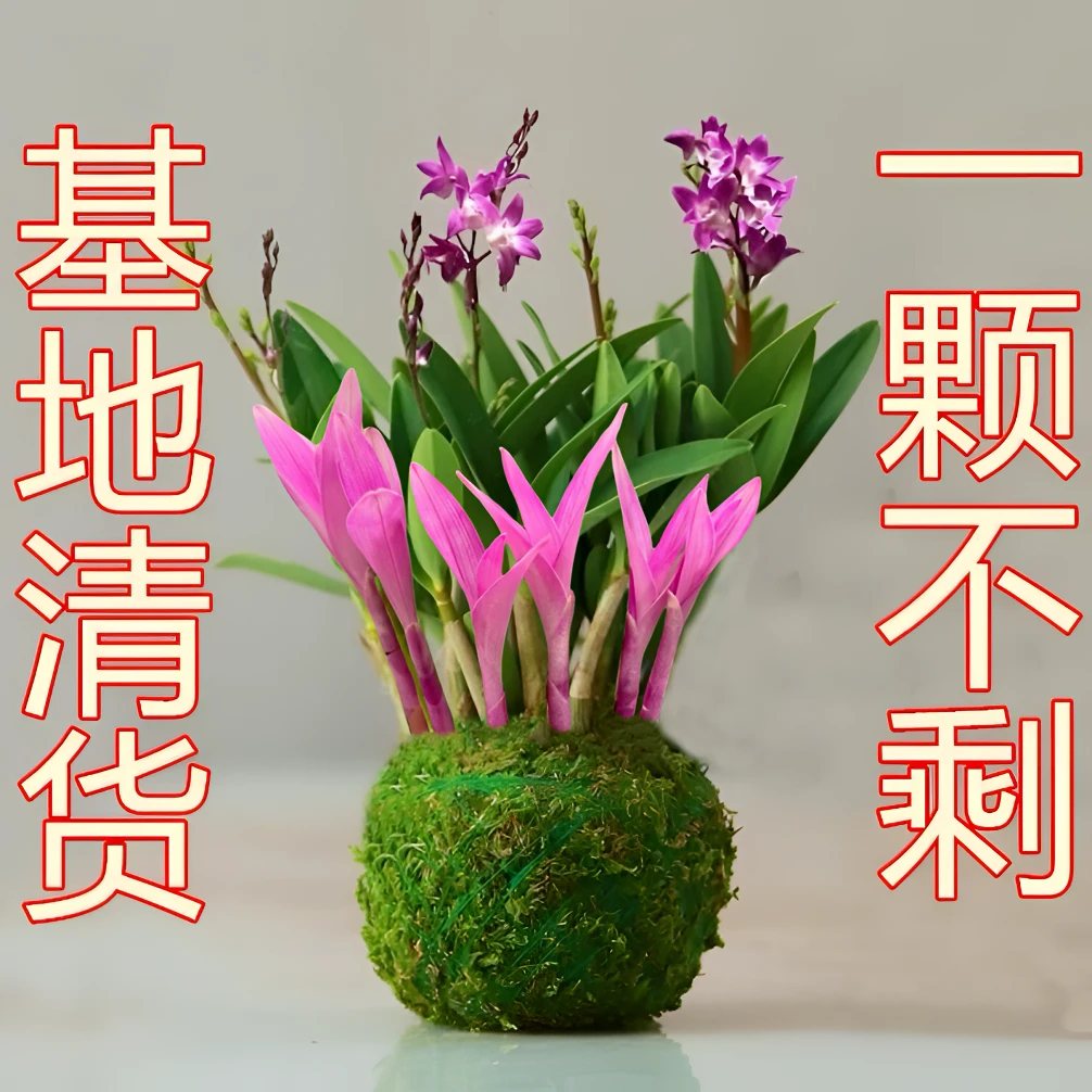 七彩香水石斛兰花四季开好养绿植浓香型石斛改善睡眠绿植净化空气