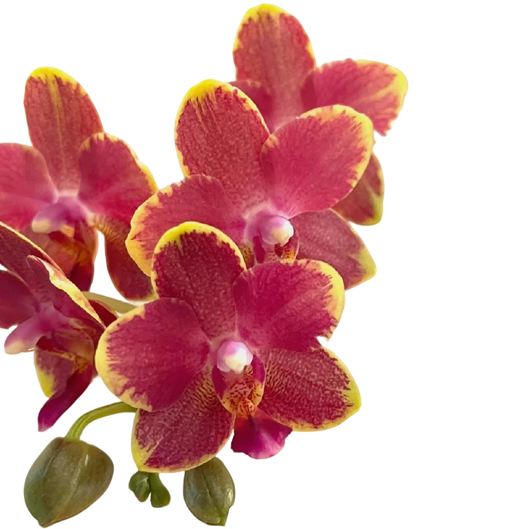 【闪边樱桃番茄】62号花坊蝴蝶兰3.0杯
