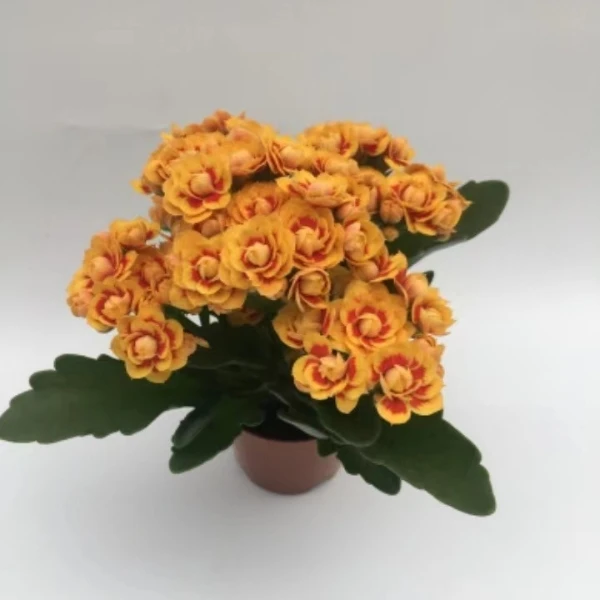 洛桑-长寿花重瓣110盆重瓣长寿花长寿花盆栽名贵长寿花爆盆长寿花