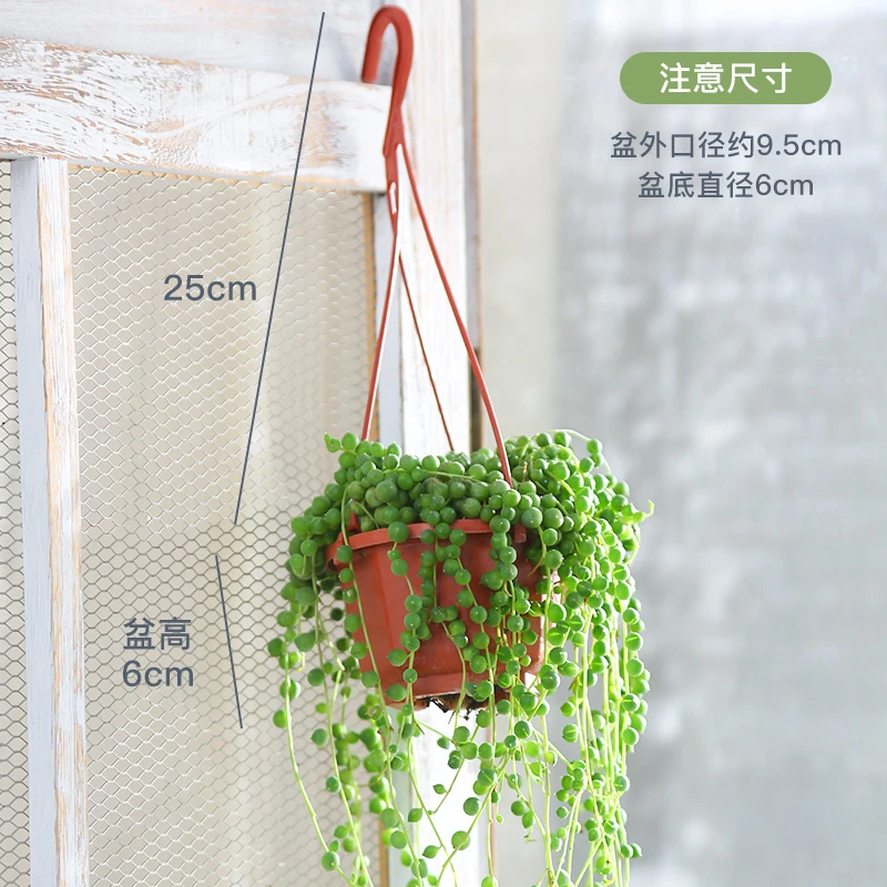 情人泪群+送盆带挂钩（全场两单包邮） 云南精品多肉 带盆