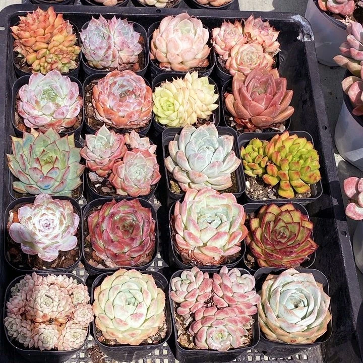 10棵植物组合（全场两单包邮）云南精养精品多肉植物 带盆
