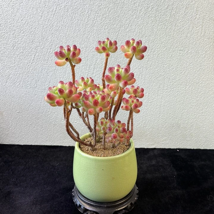 果冻乙女心多肉植物种好发货 带盆  带土 种好发