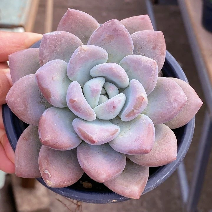 奥普琳娜(全场两单包邮)云南精养精品多肉植物 带盆