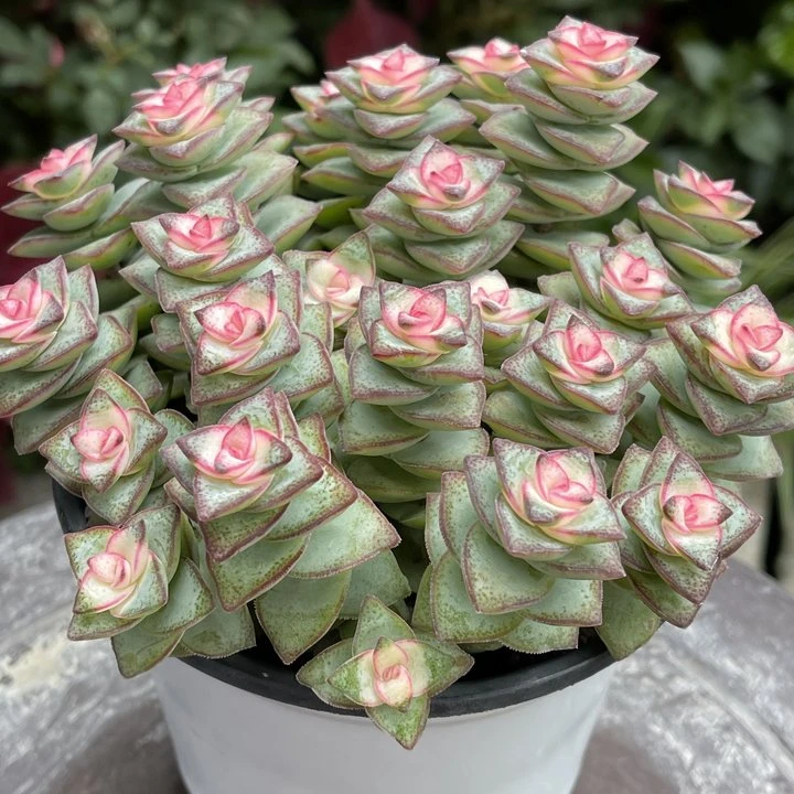 星王子锦（全场两单包邮）带盆