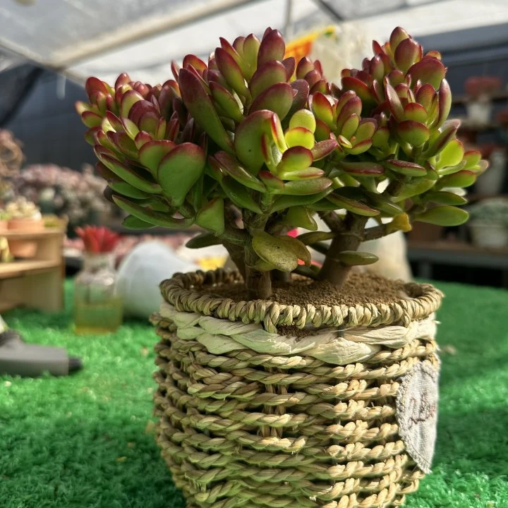 篮姬红花月  基地直发精品多肉   带盆