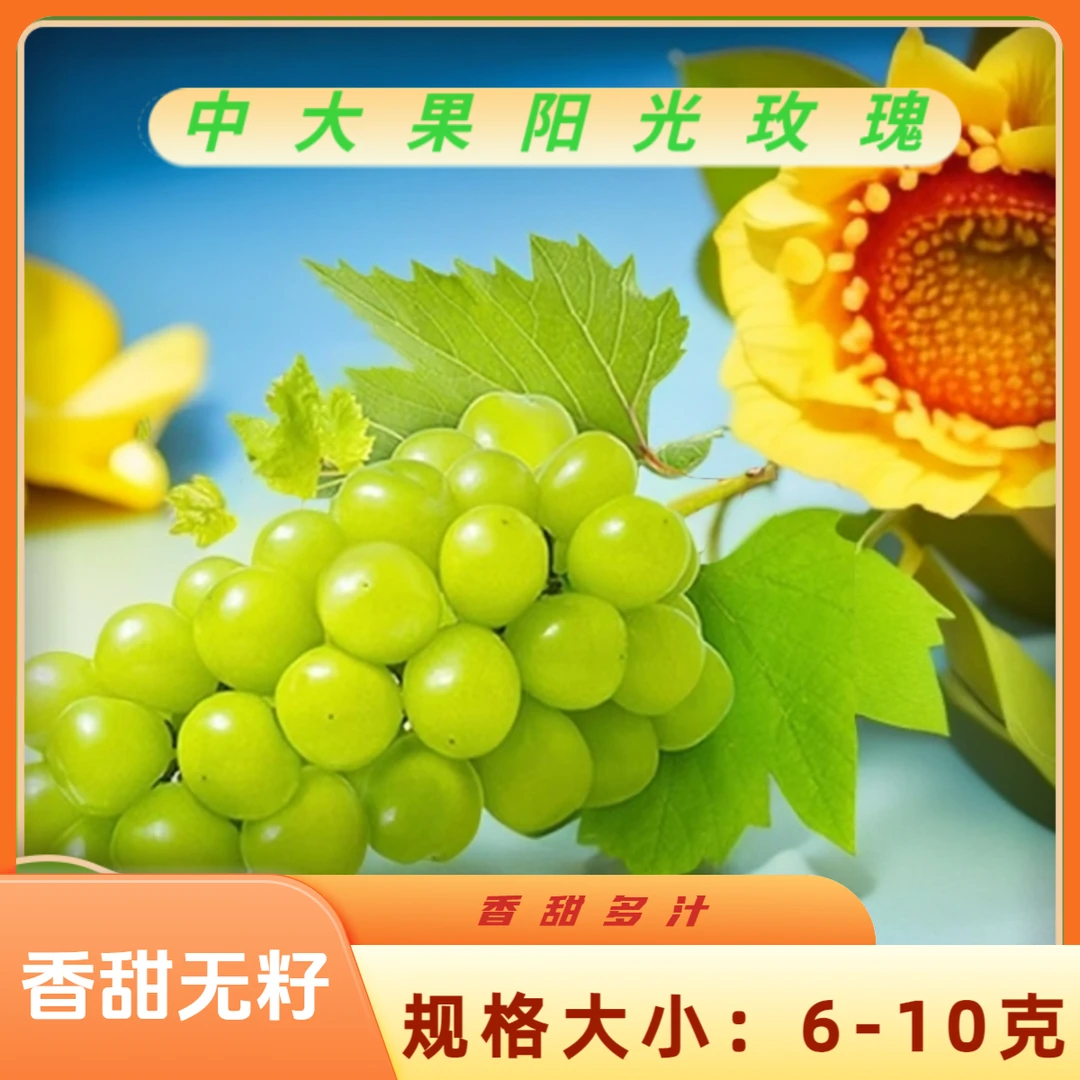 【顺丰快递】带箱五斤阳光玫瑰葡萄无籽浓郁香甜整箱带发