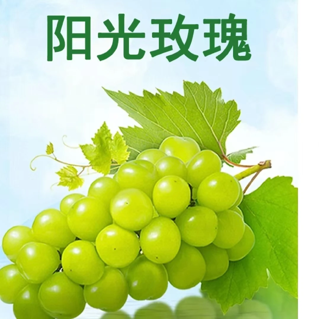 【大果】【顺丰快递】阳光玫瑰无籽浓郁香甜多汁整箱代发