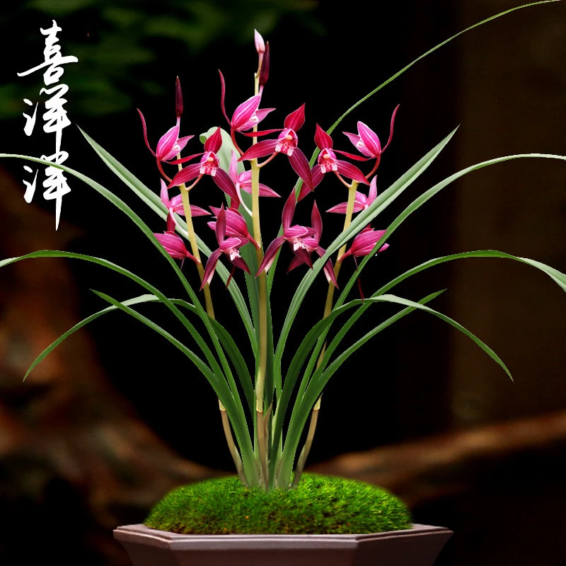 喜洋洋秋榜兰花浓香红花春节开花带花苞好养易活室内盆栽墨兰老种