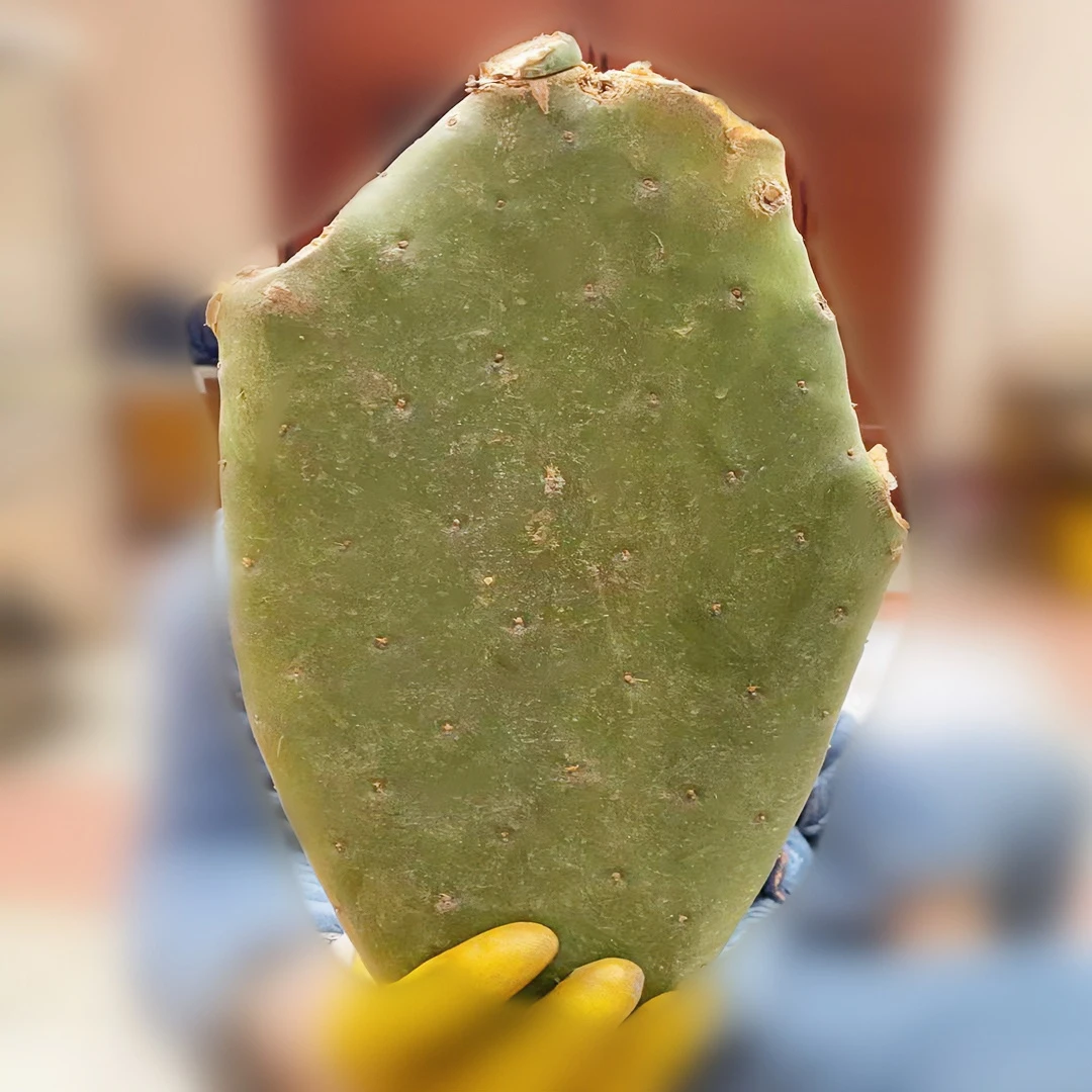 墨西哥米邦塔仙人掌芦荟外敷嫁接美容灌肤仙人掌盆栽多肉绿植耐旱