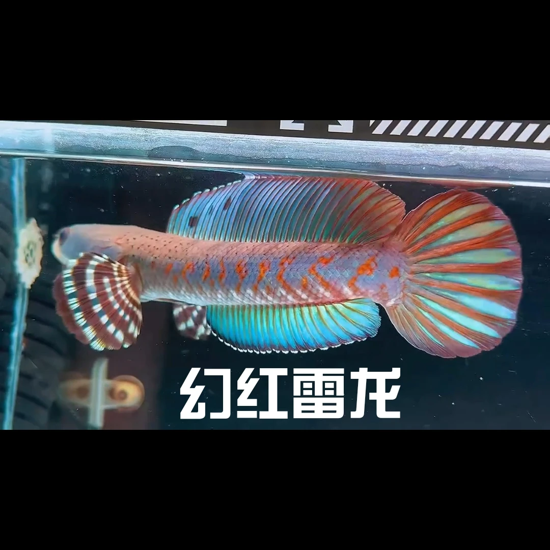 幻红雷龙鱼（新手必选）