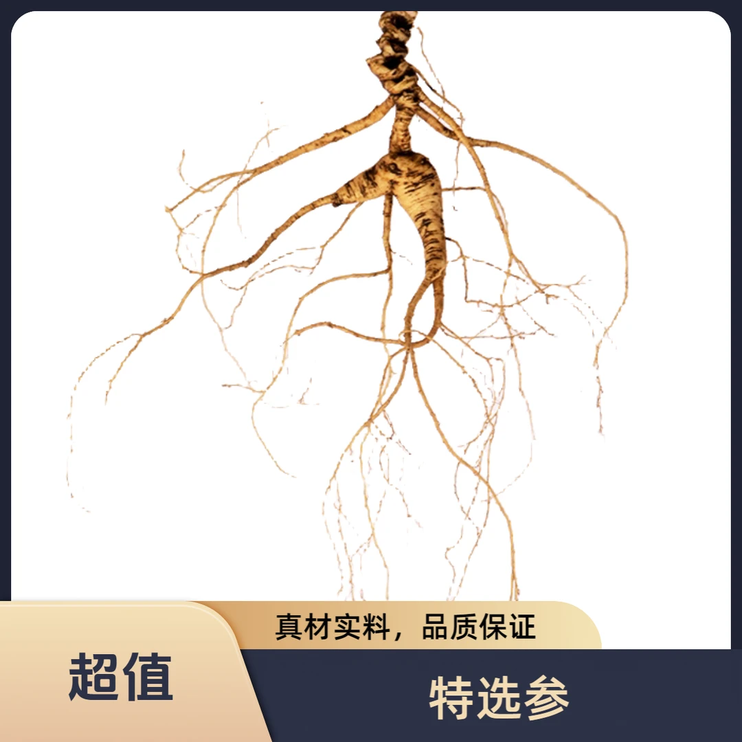 【原产地】细腻选货 东北长白山新鲜人参营养滋补