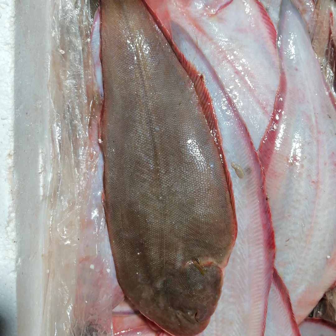 5斤发货每条8两左右鳎目鱼，肉质细腻，入口即化