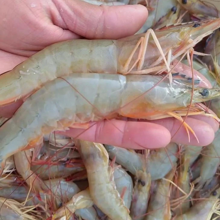 4斤野生海虾每斤7--8只（运输中损伤个别虾头部松动）