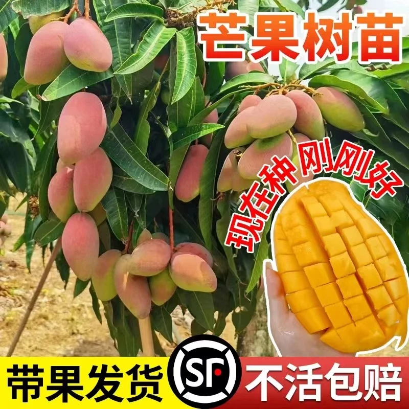 正宗芒果树嫁接苗贵妃芒金煌芒果苗树矮化盆栽地栽南北方当年结果