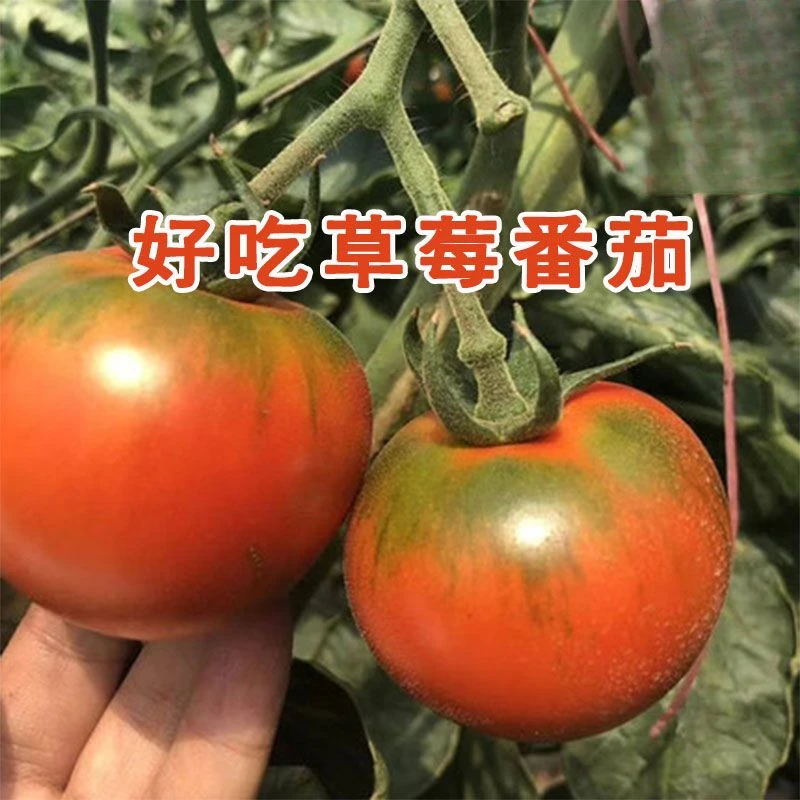 水果草莓番茄种子甜番茄苗东北铁皮柿子种籽阳台大田春秋冬四季
