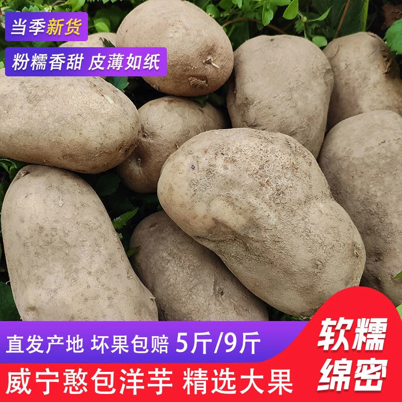 贵州毕节地区威宁正品憨包洋芋白心当季新鲜粉面沙土马铃薯豆批发