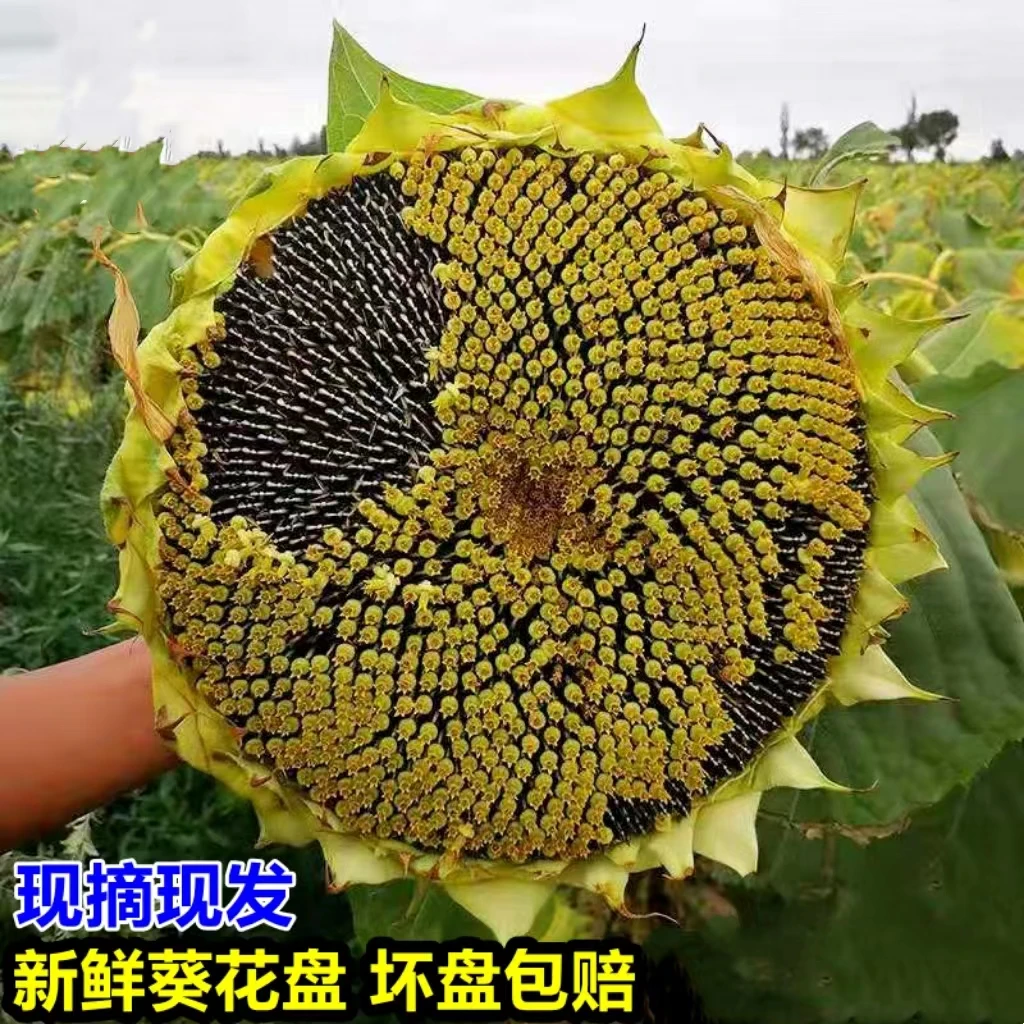 新鲜向日葵2024现摘葵花盘葵花籽带盘生瓜子湿瓜子原味2盘约3-5斤