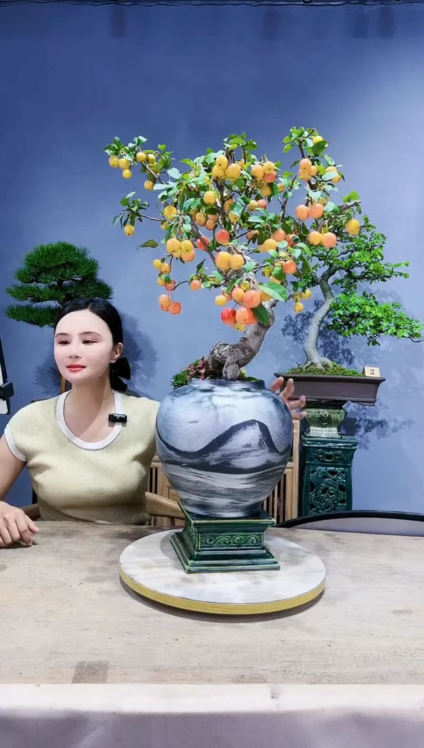 【闪购商品】盆景富仁果 80cm