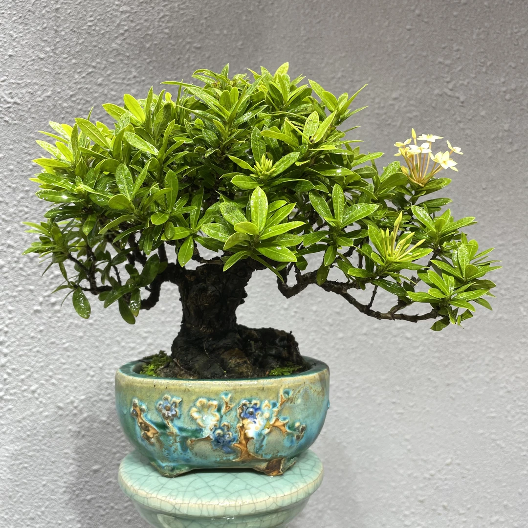 【景之初园艺】进口小叶龙船花 老桩盆景