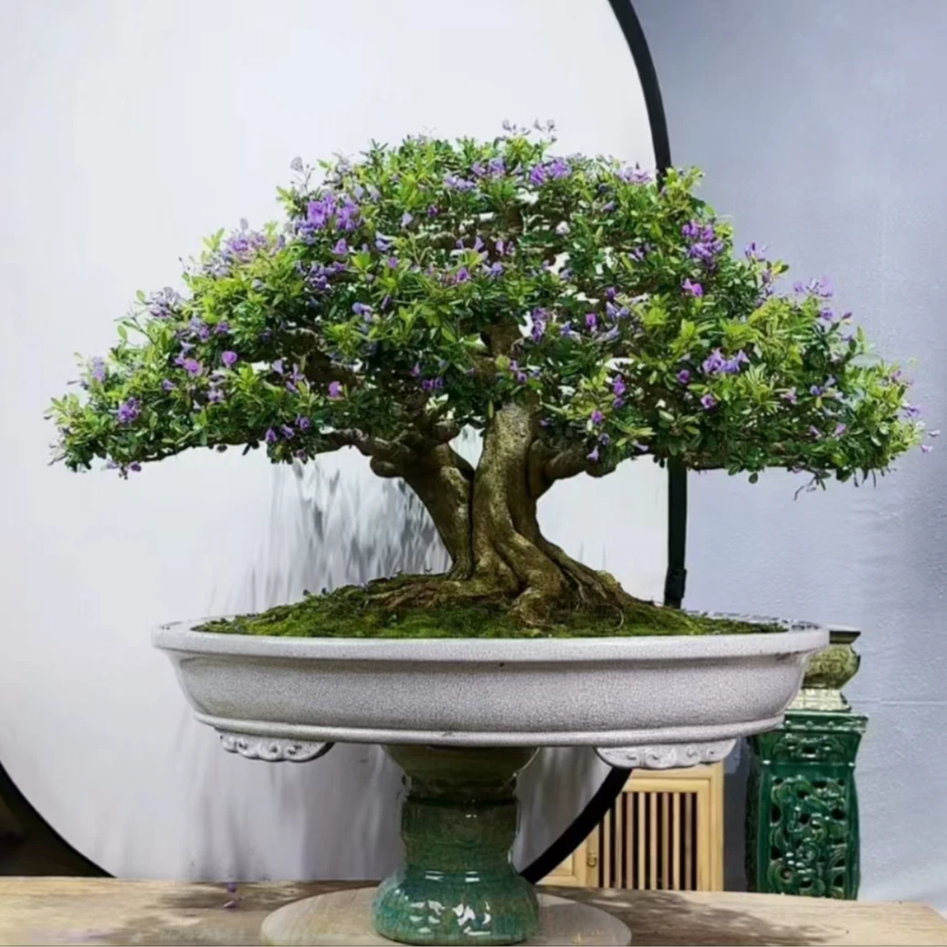 【景之初园艺】凌珊紫美人 盆景 玩家树
