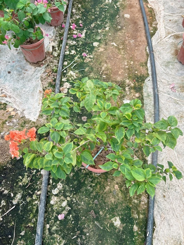 凤祥三角梅：蜥蜴橙