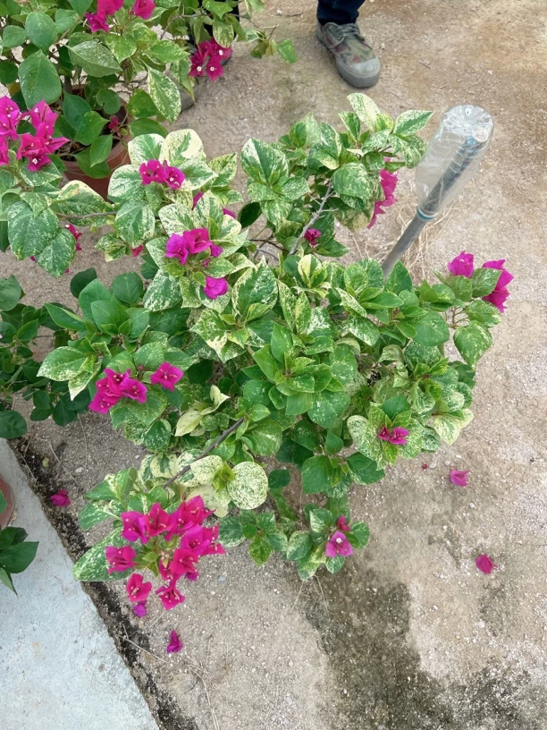 凤祥三角梅：沙斑叶艳红