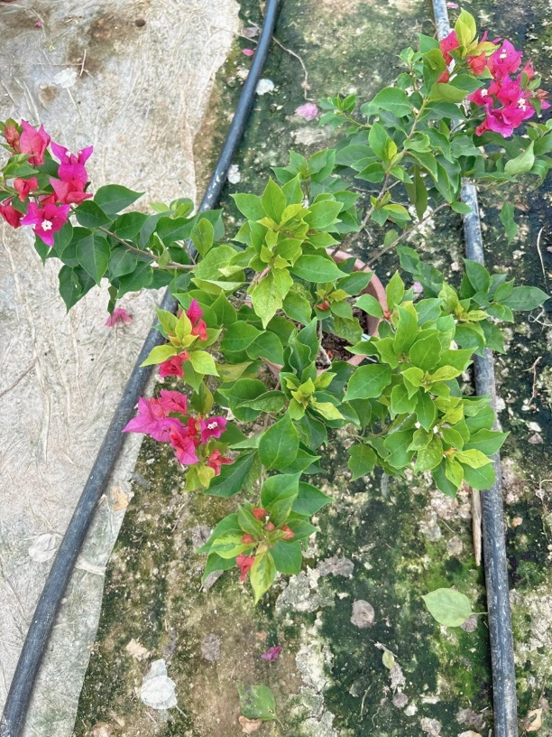 凤祥三角梅：斑叶印度橙粉