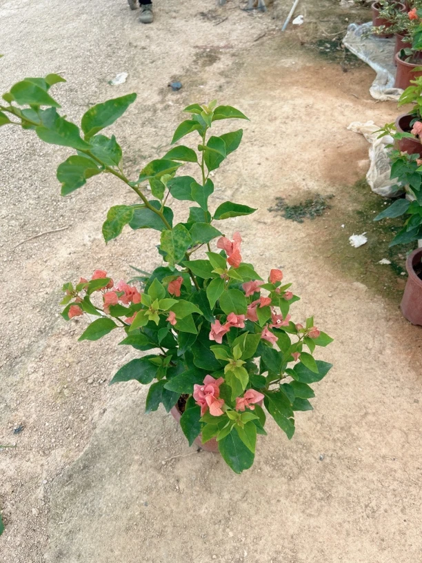 凤祥三角梅：阿奴娜