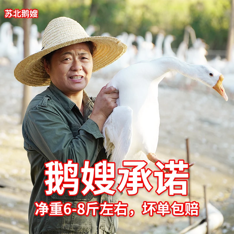 【2年老鹅】8斤左右农家散养两年优选老白鹅肉鲜嫩紧有嚼劲新鲜煲汤