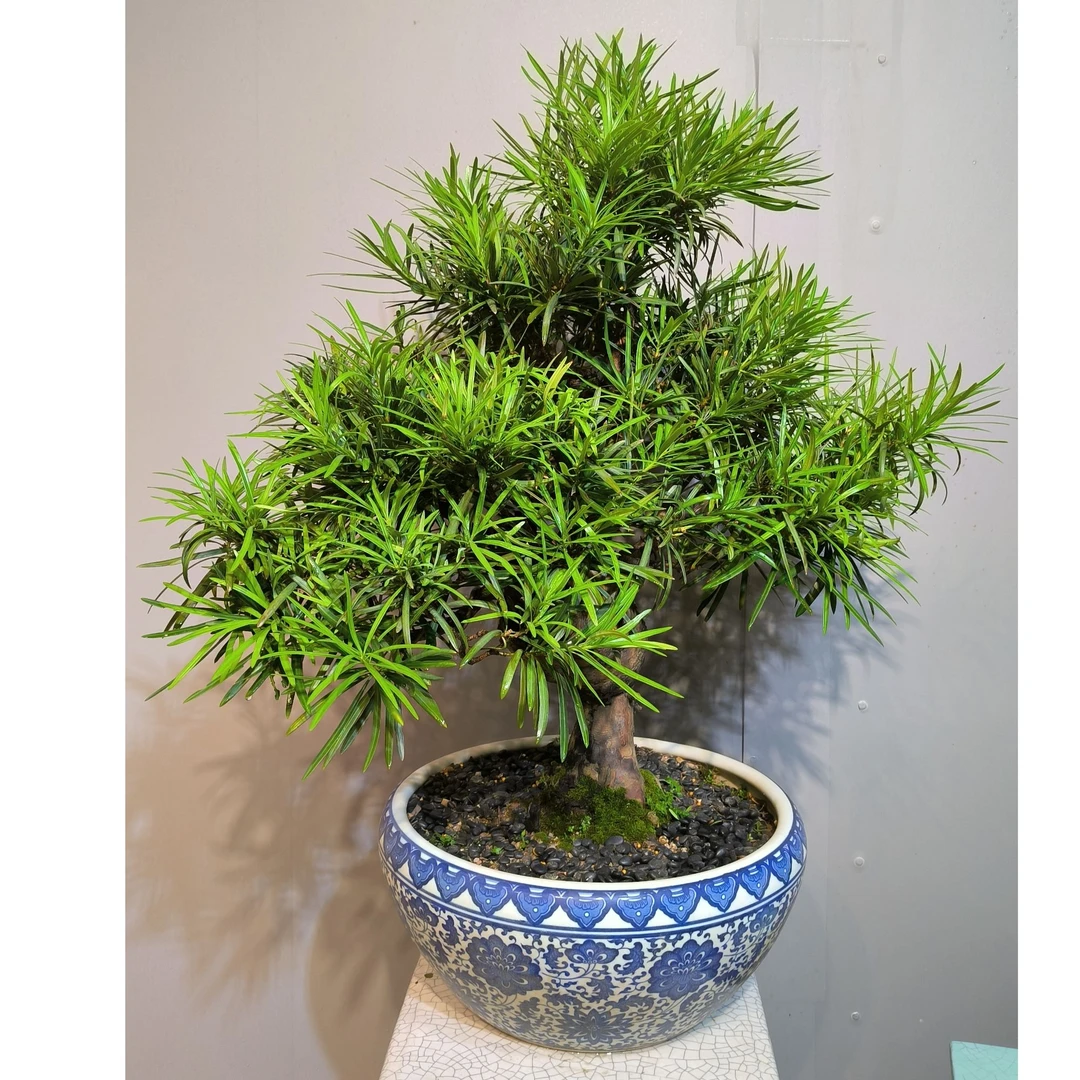 精品原生罗汉松盆景