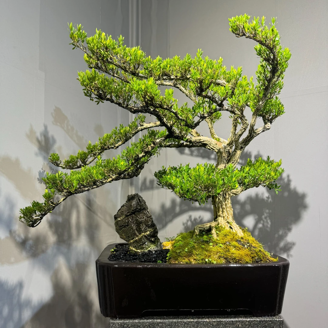 精品黄杨木盆景25