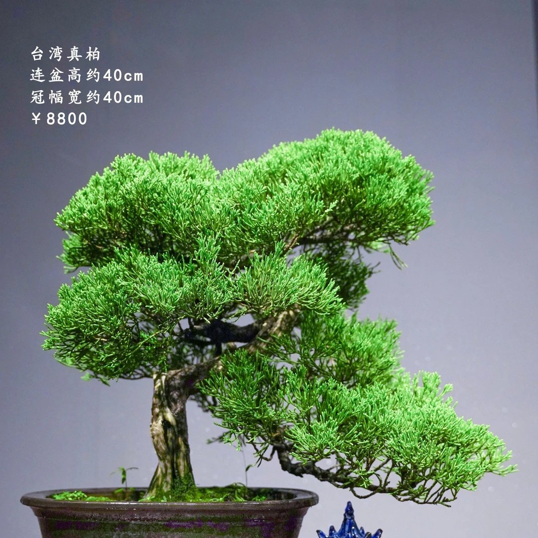 精品台湾真柏盆景08