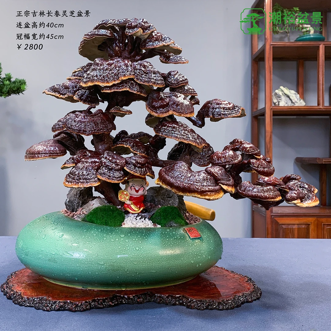 精品灵芝盆景 一物一棵  全国顺丰包邮
