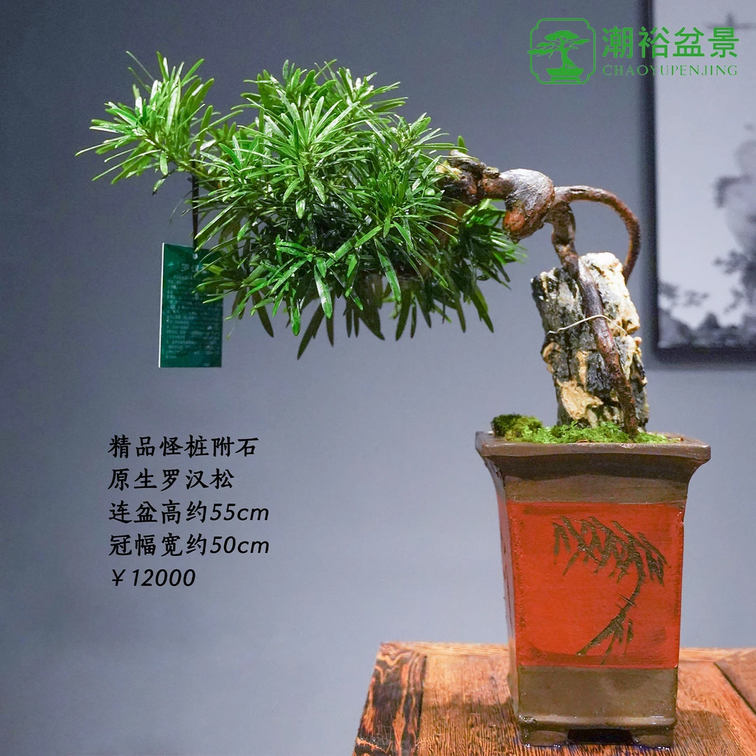 精品老桩罗汉松盆景 室内玄关客厅摆放四季常青 高端盆景全国包邮